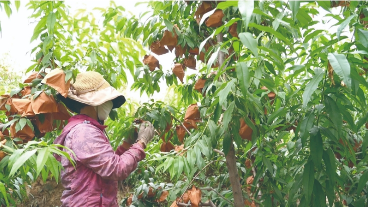 青海樂都:鮮桃采摘正當時
