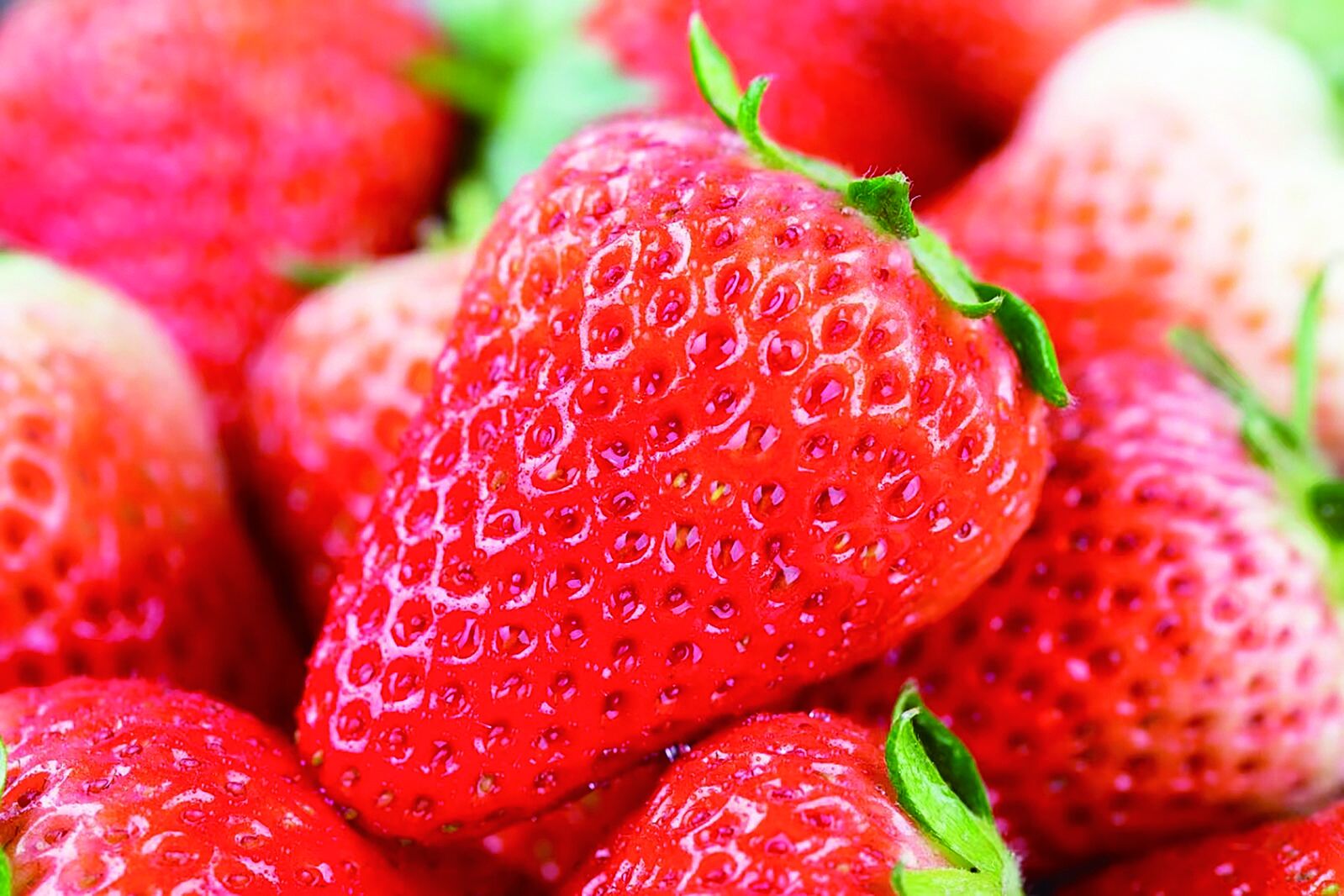 【農經觀察】“中國氣候好產品”——高原上的小小草莓