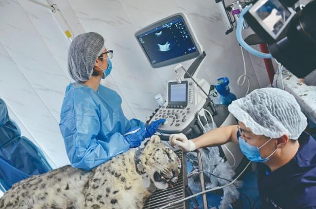 一場(chǎng)奔赴雪豹的救護(hù)——西寧打造“雪豹之都”系列報(bào)道⑦