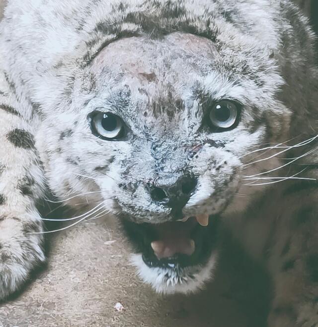 QQ截圖20240826065301