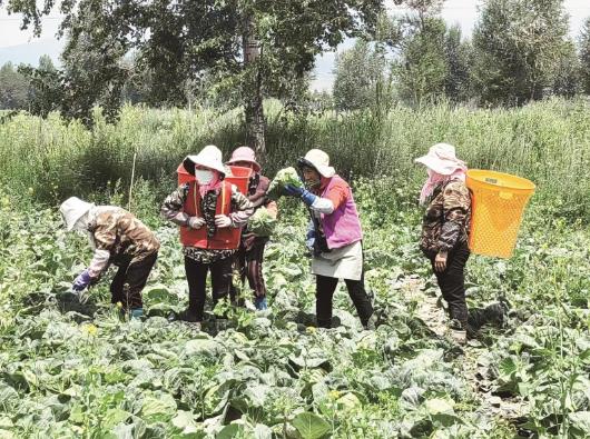 青海大通縣7萬畝冷涼蔬菜近七成銷往省外