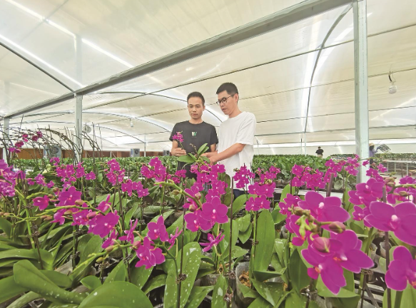 東西部協作再添碩果“彩蝶”蹁躚落青海化隆