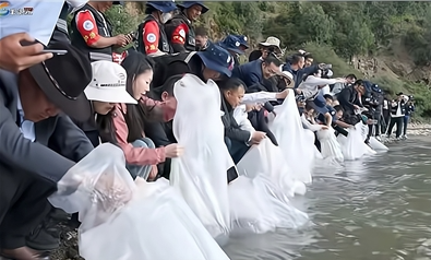 40尾,青海川陜哲羅鮭家族壯大