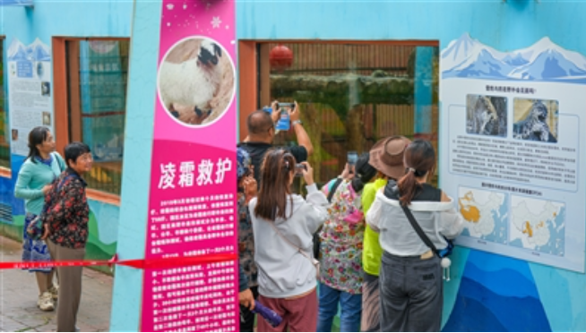 日超6000人,他們為雪豹遠道而來——“我在西寧遇豹豹”系列報道之二