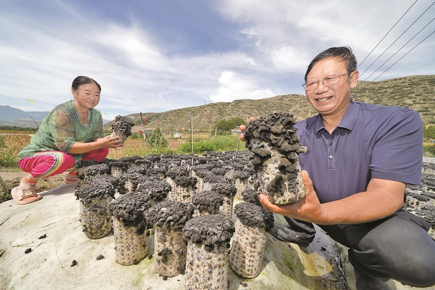 青海大通種出高原黑木耳