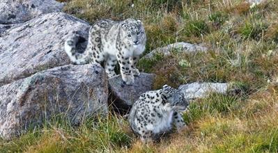 雪豹母子巡山,雪山之王霸氣盡顯