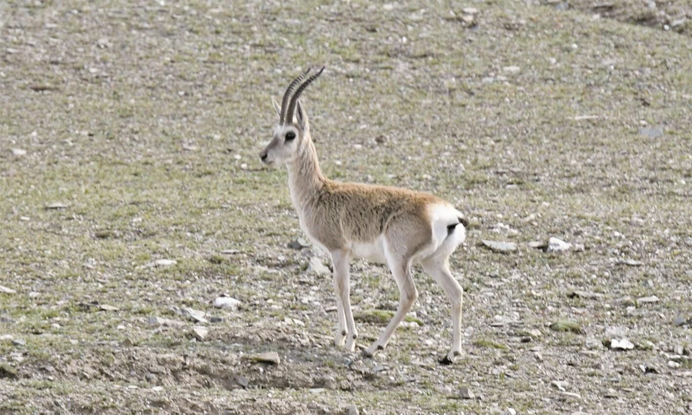 雪山牧場的見證——探訪祁連山國家公園雪山牧場管護(hù)站