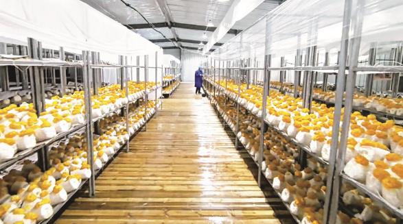 青海大通首批金耳菌開始采摘