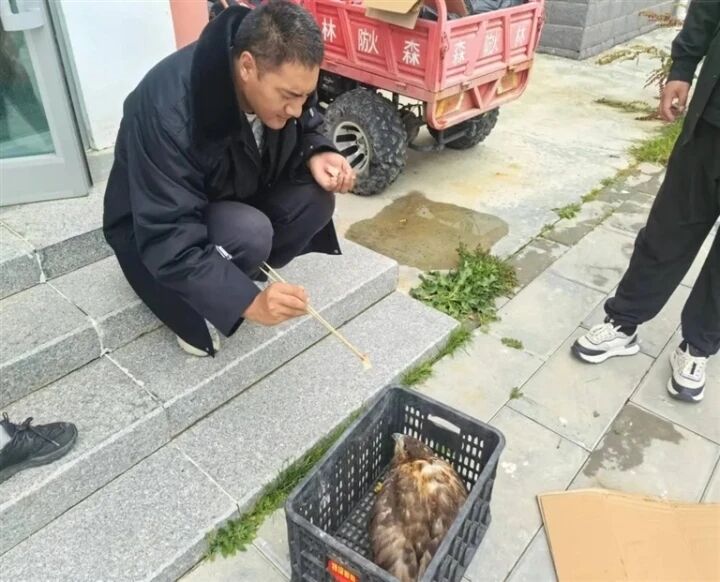 泉灣保護站成功救助國家二級保護動物大鵟