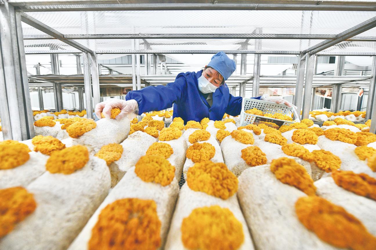 菌農收獲“金色希望”