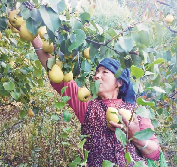 【祖國好 家鄉美】同仁:金色谷地黃果梨飄香