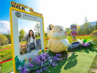 【探尋雪豹之都】國慶假期雪豹館里熱鬧非凡