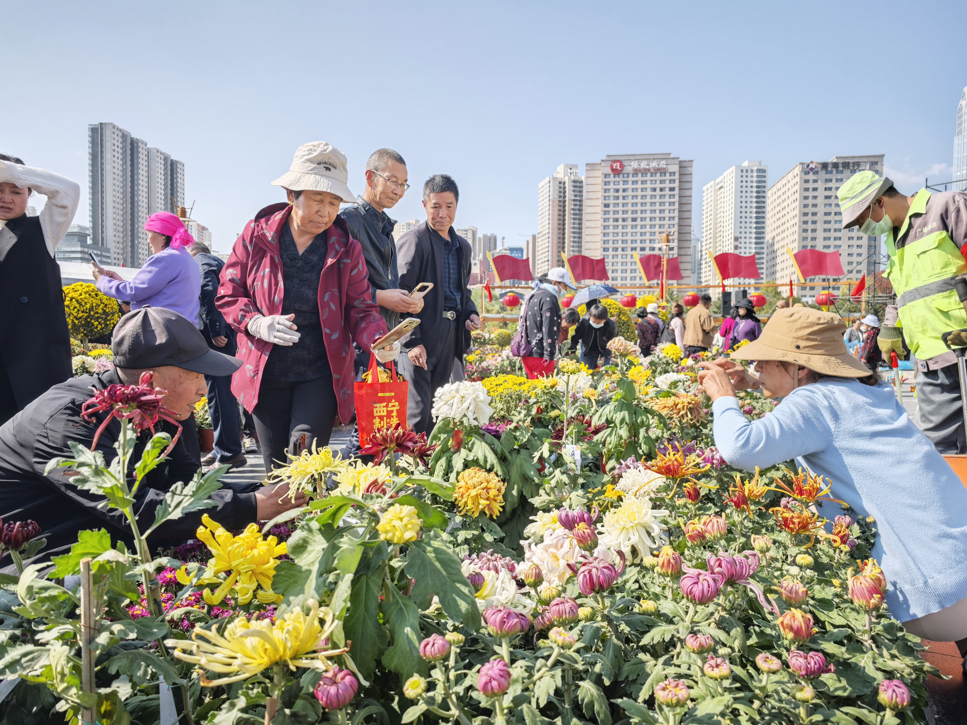 【組圖】重陽節赴一場與菊花的浪漫約會