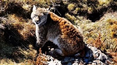 猞猁精彩瞬間讓生態(tài)之美閃耀高原