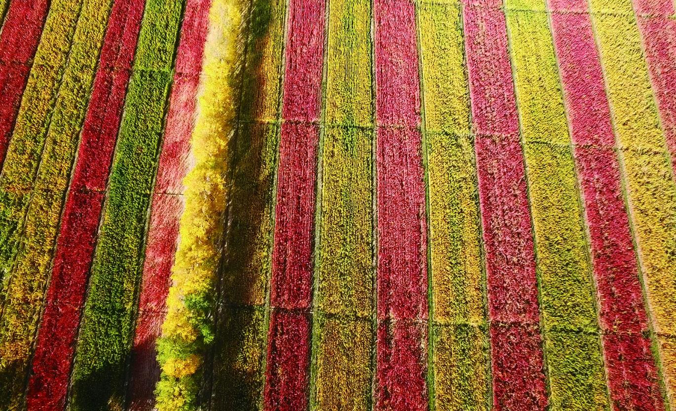 都蘭縣萬畝藜麥迎豐收