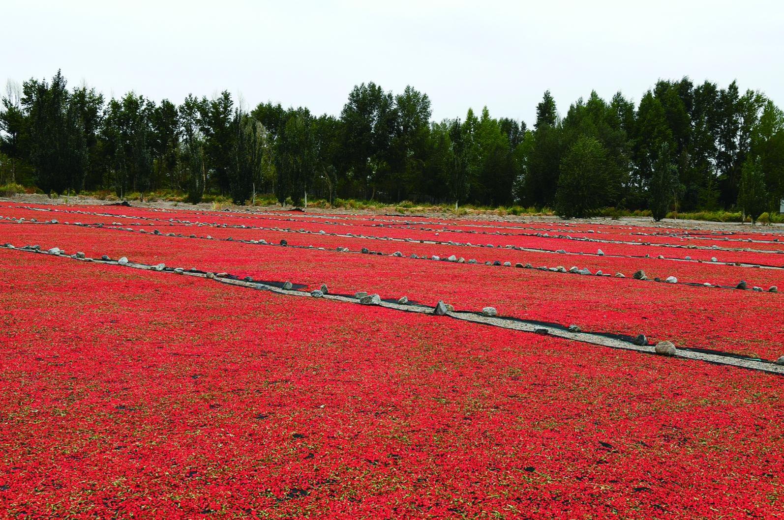 r  I|lչ{Сǧf̡ȡd