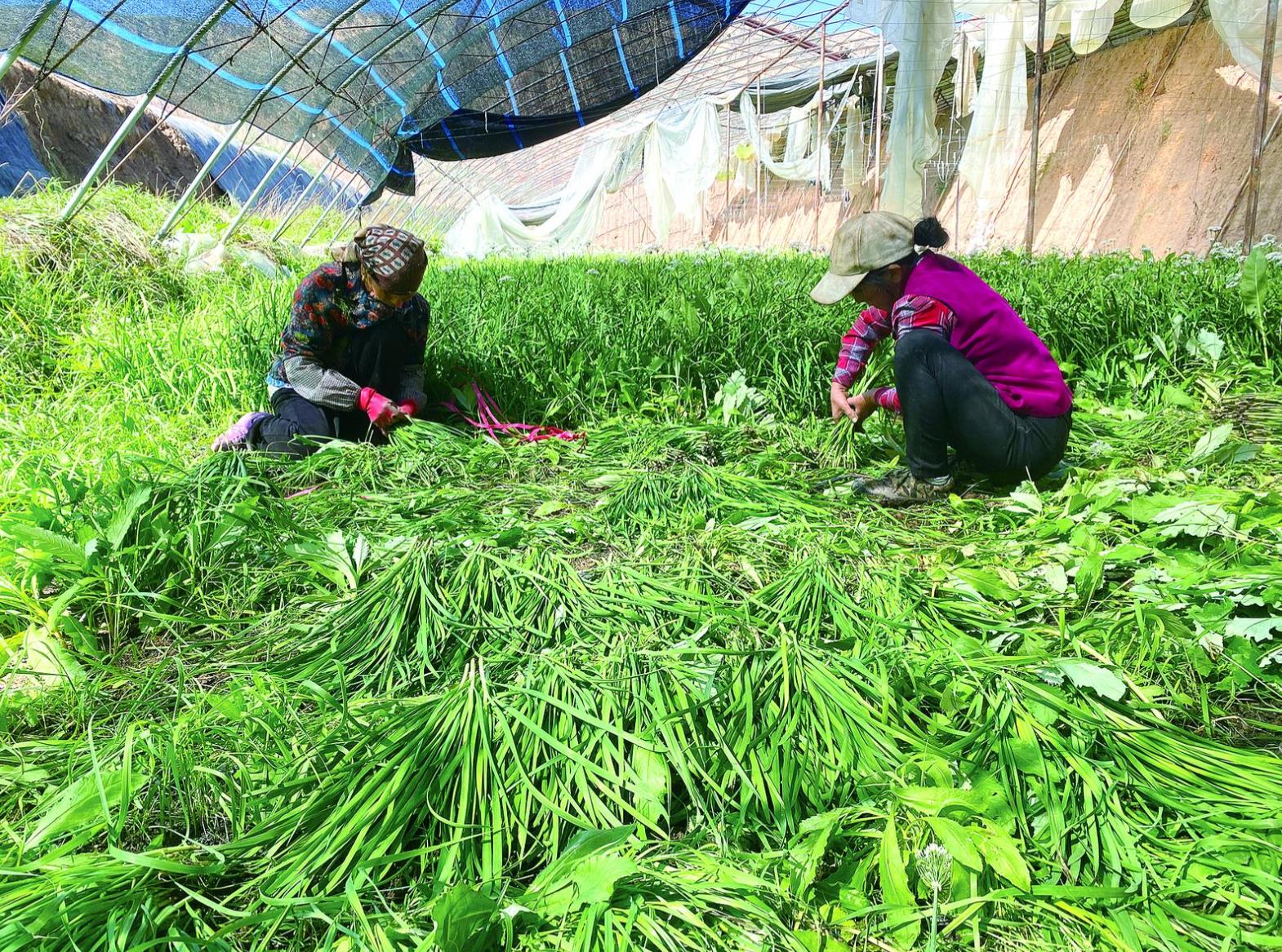 【鞏固拓展脫貧攻堅(jiān)成果同鄉(xiāng)村振興有效銜接·在希望的田野上】一畦韭菜綠 致富希望濃