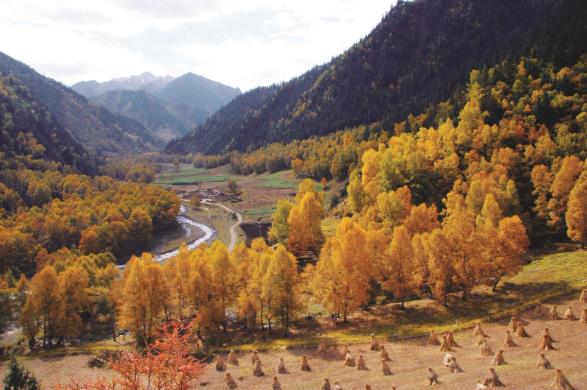 青海秋色正繽紛