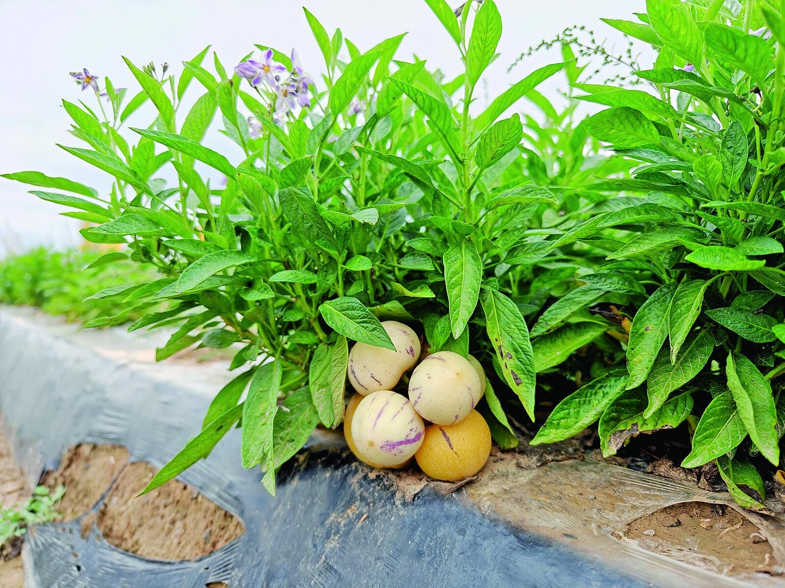 QQ圖片20241017061848