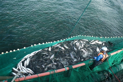 黃河水資源助力青海發(fā)展高原冷水魚產(chǎn)業(yè)