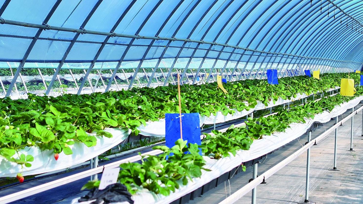 【新時代 新征程 新偉業·高質量發展調研行】西堡草莓的“登高望遠”——“走進西寧看發展·一線故事”④