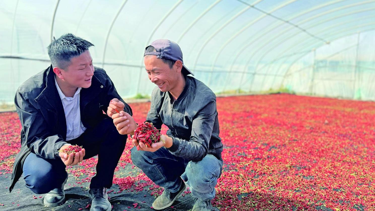 【農事】海西都蘭:金融助力 枸杞喜獲豐收