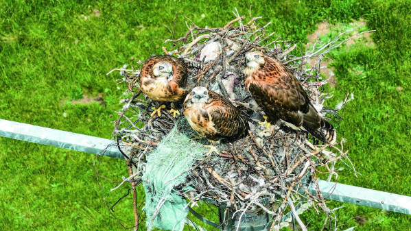 青海“生命鳥巢”入選聯合國COP16 “能源轉型促進生物多樣性保護實踐案例集” 是具有代表性、創新性、可推廣性、成效顯著的典型案例