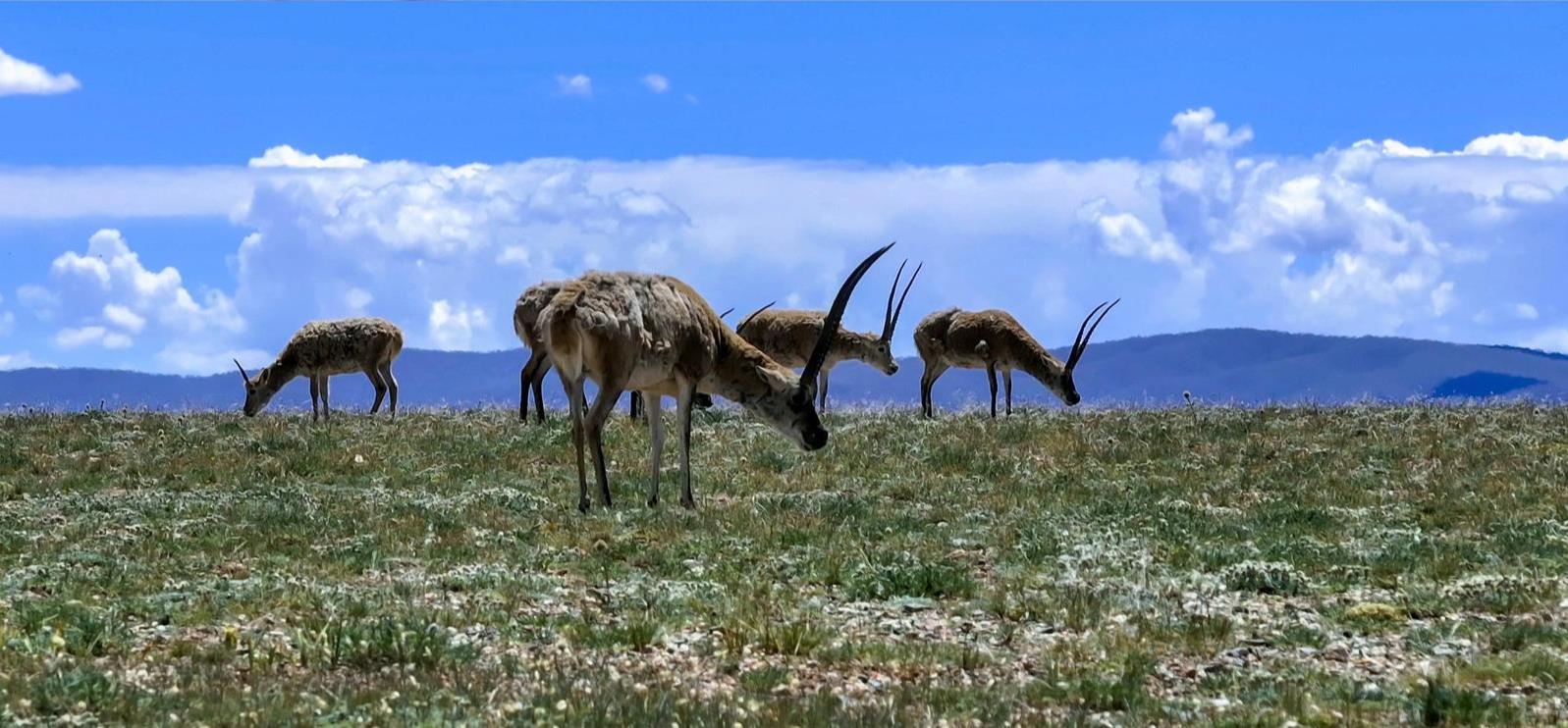 【大道向前 天路放歌——紀念“兩路”通車70周年】可可西里:藏羚羊的“生命接力”
