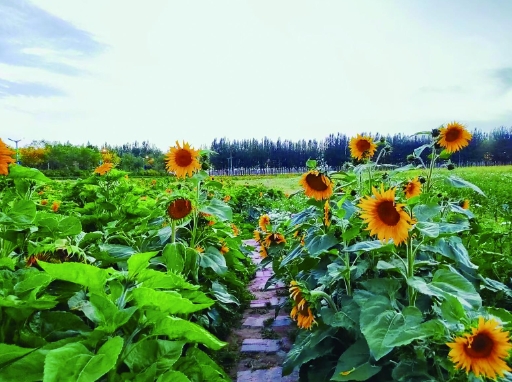 【新時代 新征程 新偉業(yè)·高質(zhì)量發(fā)展調(diào)研行】德令哈:一座會呼吸的城市……