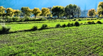 貴德黃河邊的冬小麥長勢良好