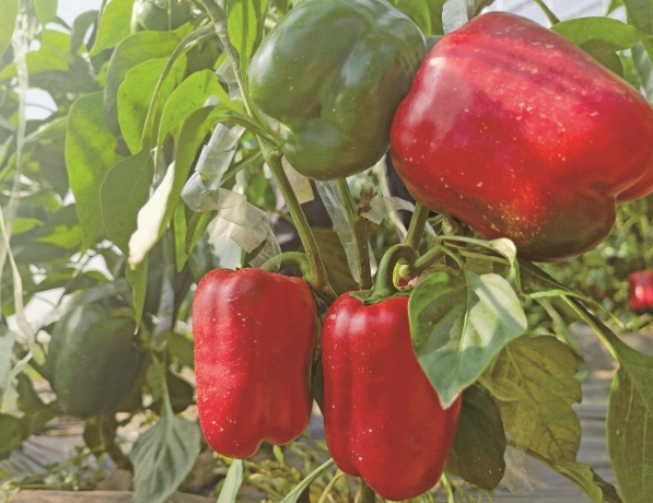 微信截圖_20241111071837