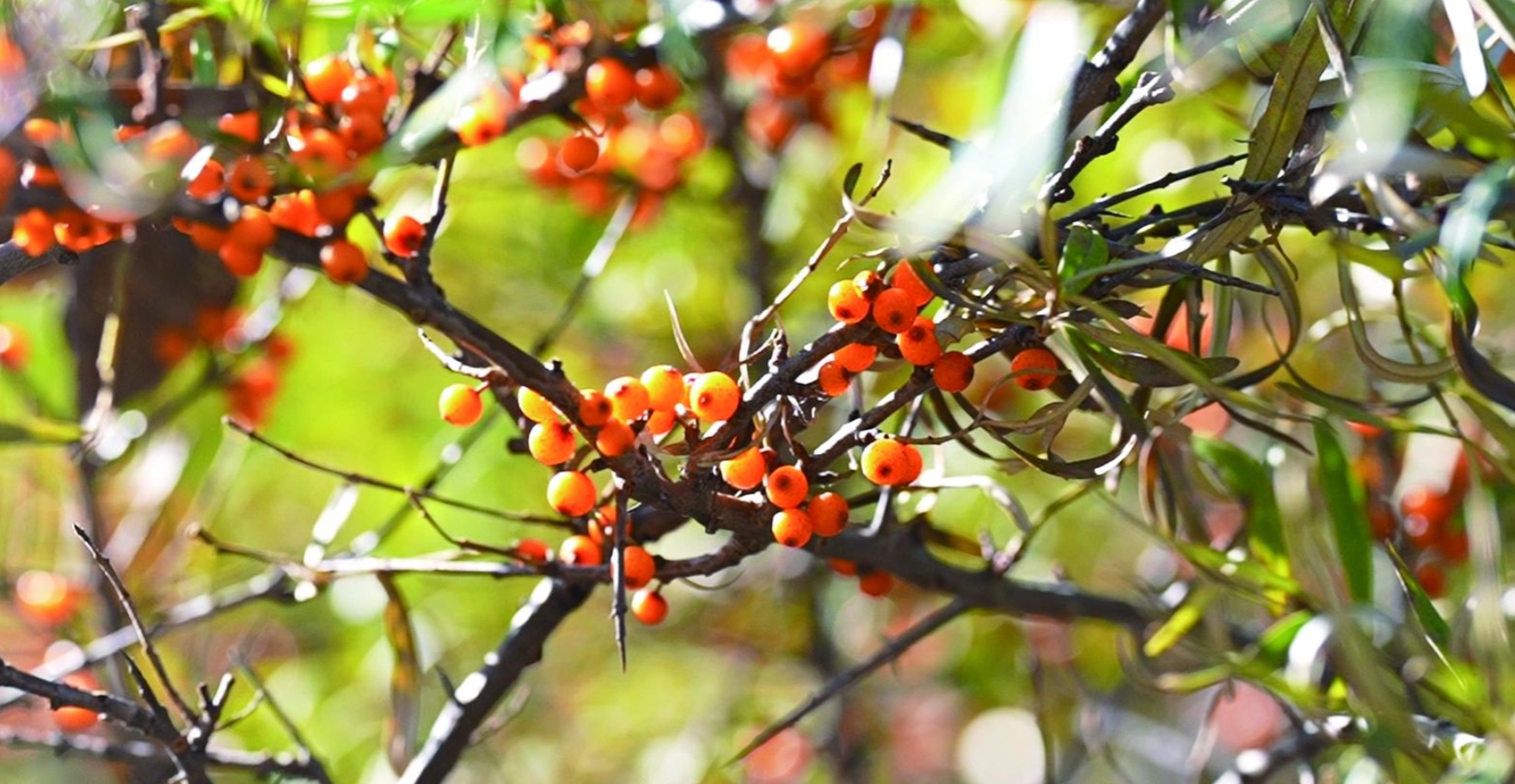 微信截圖_20241118064940