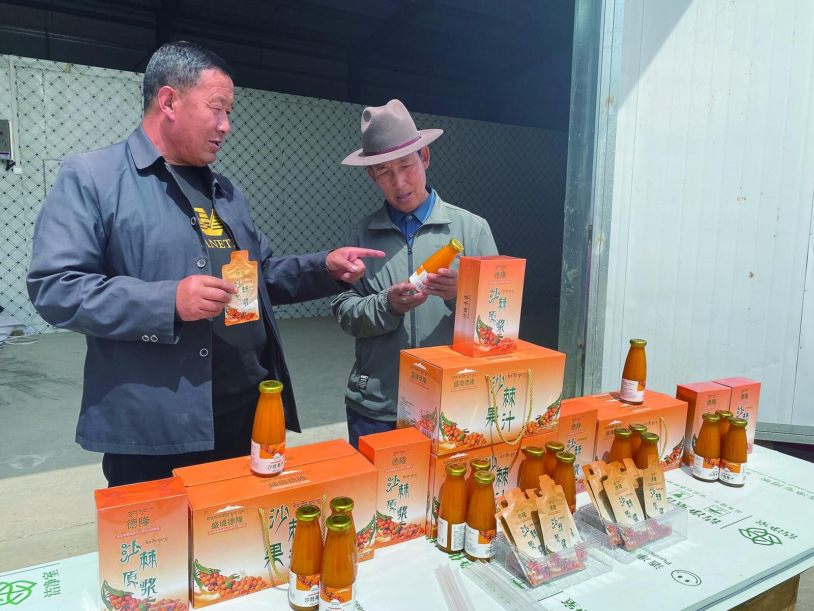 【鄉村振興在青海】漫山遍野沙棘“紅”