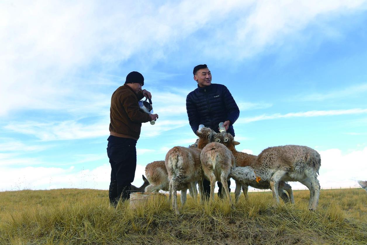 藏羚羊“幼兒園”迎新 康巴漢子化身溫柔“奶爸”