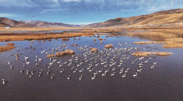 青海隆寶灘濕地迎來候鳥停歇高峰期