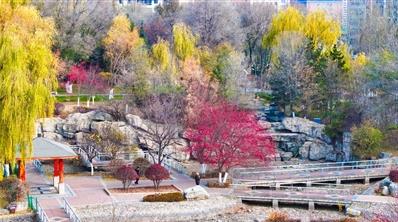初冬鏡觀海棠果