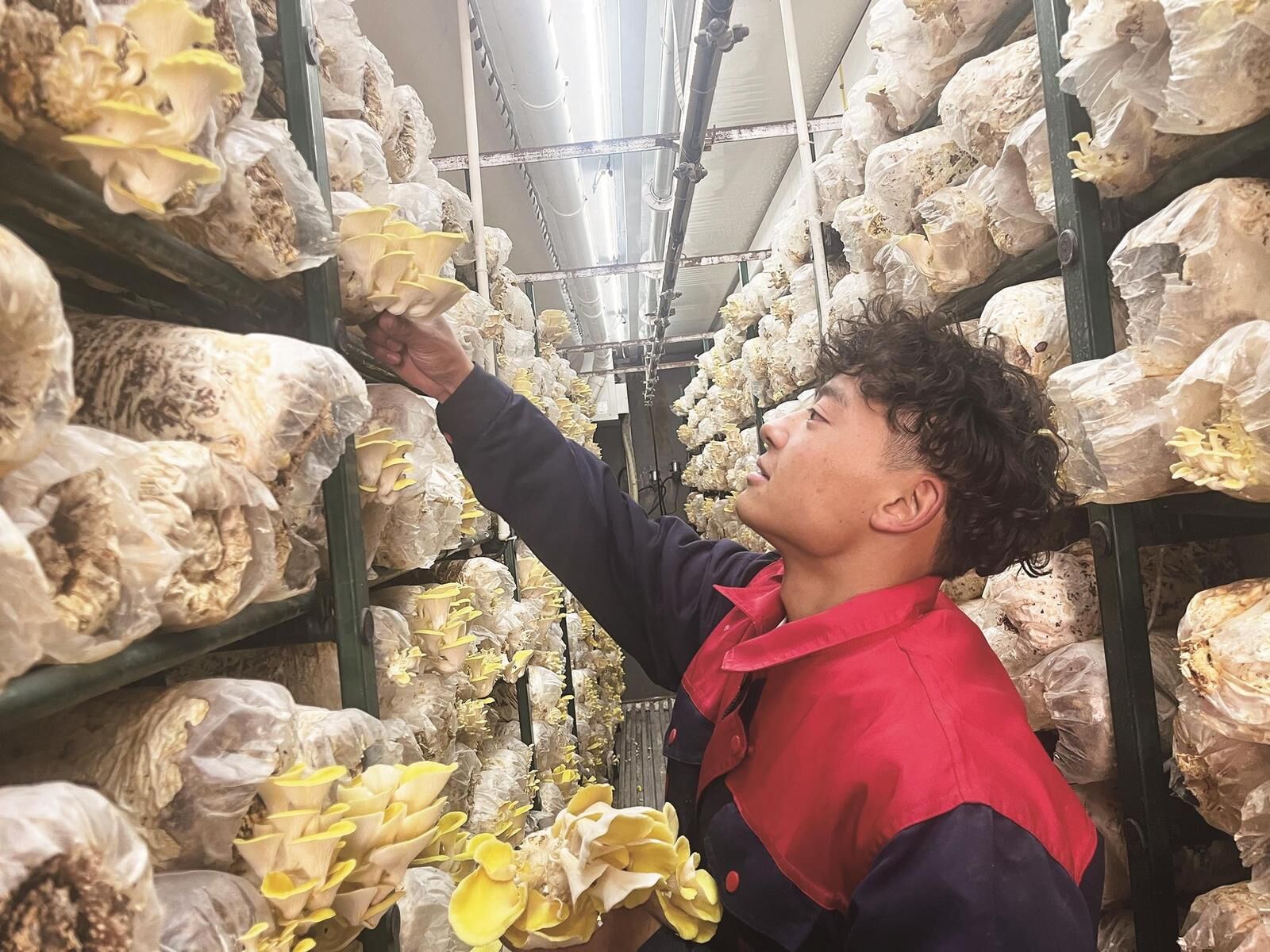 神奇“智能房”長(zhǎng)出榆黃蘑 14個(gè)智慧方艙年產(chǎn)鮮菇420噸