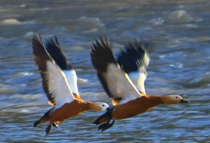 千鳥(niǎo)翔集,飛抵西寧濕地越冬