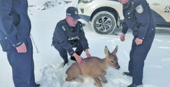 狍鹿誤入農家 公安救助放歸