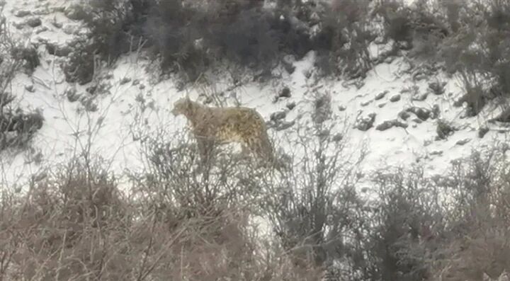 先后“現身”90余次,雪豹頻現背后……——“雪豹之都 生態西寧”系列報道之五