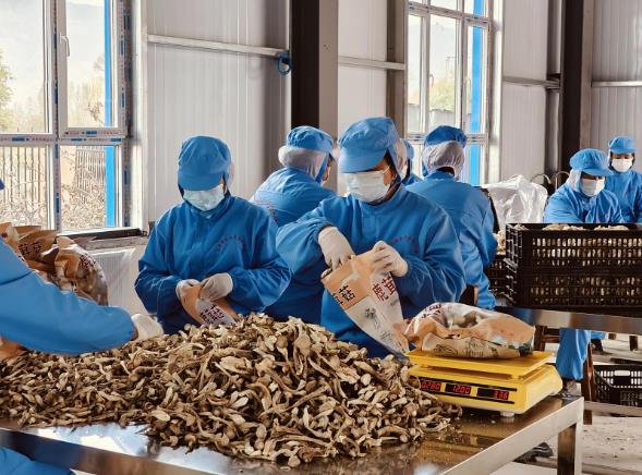 青海尖扎:從會種田到“慧”種田 鹿茸菇“住”進智慧方艙