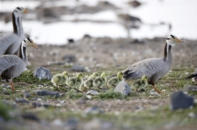 鳥島國際重要濕地修復方案編制工作有了新進展
