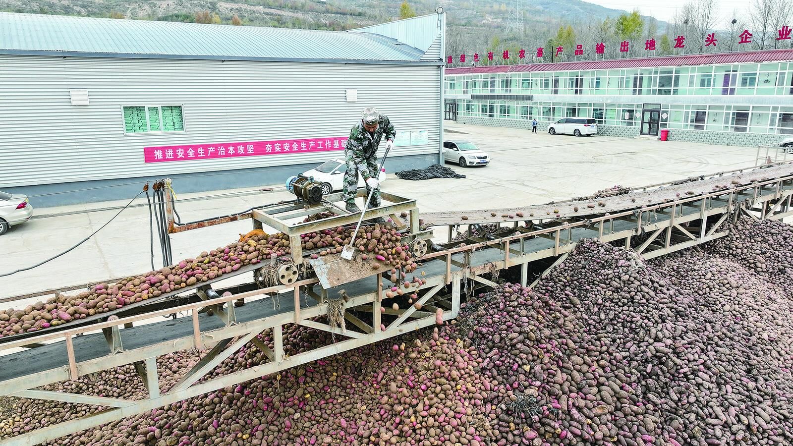 威思頓薯業“托底”保價解農憂