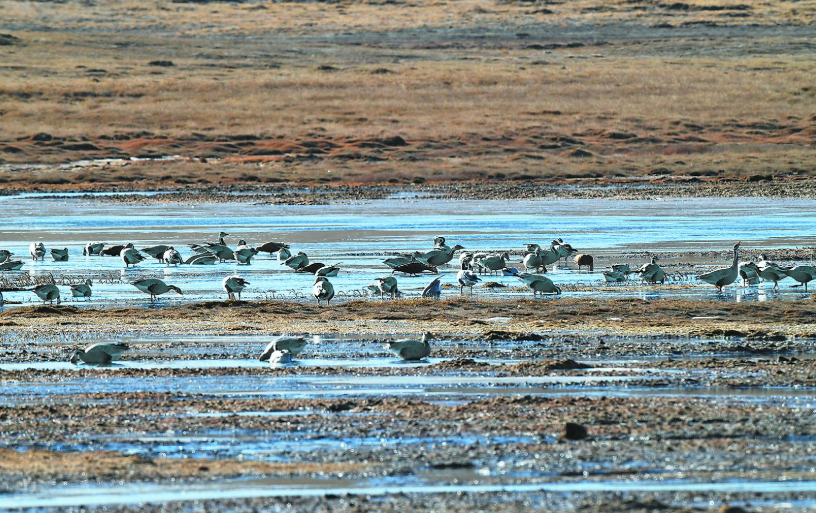 三江源頭的生動(dòng)實(shí)踐——青海改革樣本觀察·三江源國(guó)家公園(一)