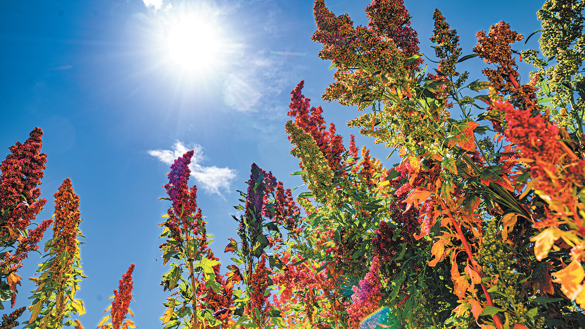 青土育金穗 藜麥綻芳香——“打造青字號 走好振興路”系列報(bào)道之十