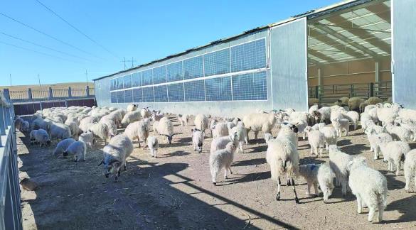 【新時(shí)代 新征程 新偉業(yè)·高質(zhì)量發(fā)展調(diào)研行】高效智能助力養(yǎng)好“一只羊”——走進(jìn)海南州創(chuàng)新示范區(qū)·一線故事④