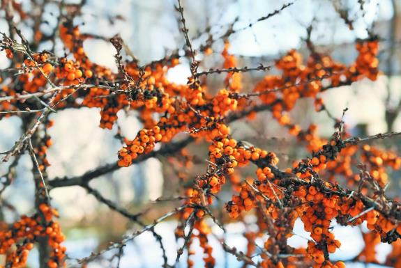 青海沙棘產(chǎn)業(yè)發(fā)展?jié)u入佳境——“打造青字號(hào) 走好振興路”系列報(bào)道之十一