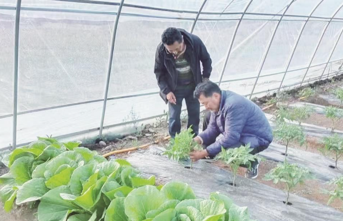 雪山腳下,蔬菜大棚內(nèi)綠意盎然