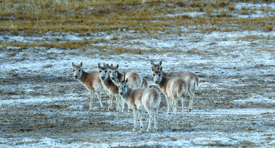 三江源國(guó)家公園多舉措緩解人獸沖突