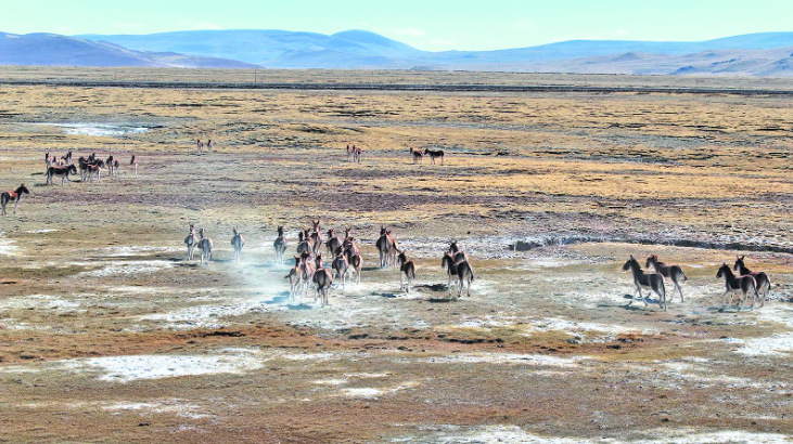 【錨定現(xiàn)代化 改革再深化】從“沖突”到“共存”——青海改革樣本觀察·三江源國(guó)家公園(三)